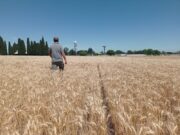 Presentan una herramienta para ajustar la fertilización