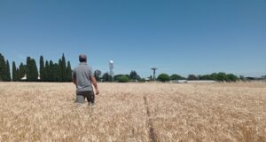 Presentan una herramienta para ajustar la fertilización
