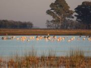 Los humedales pampeanos varían en su biodiversidad de aves acuáticas