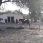 cabalgata-5jpg