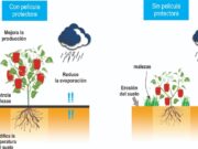 Crean películas biodegradables de almidón para proteger suelos cultivados