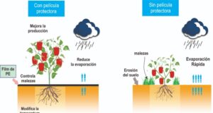 Crean películas biodegradables de almidón para proteger suelos cultivados