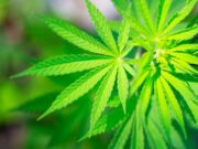 Buscan el desarrollo integral de Cannabis en la Universidad Nacional de San Luis