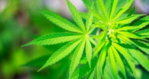 Buscan el desarrollo integral de Cannabis en la Universidad Nacional de San Luis