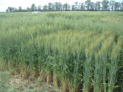 Analizan cultivares de trigo que pueden competir contra malezas resistentes
