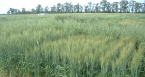 Analizan cultivares de trigo que pueden competir contra malezas resistentes