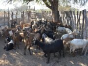 Se aprobaron cuatro proyectos para la producción caprina en la Pampa