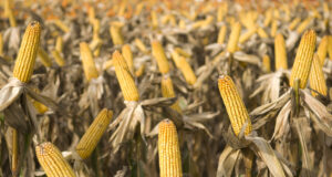 Agricultura estima una cosecha que superará los 62 millones de toneladas de maíz y sorgo