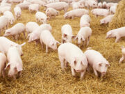 Buscan reforzar la producción avícola y porcina con ampliación de créditos