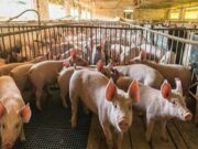 Análisis positivo sobre la producción y comercialización de cerdos