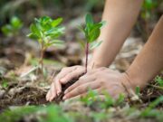 Agenda verde una clave para el cuidado del ambiente y la inserción internacional
