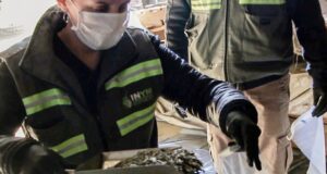 Controles de calidad en establecimientos yerbateros de Misiones y Corrientes