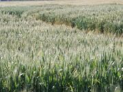Clima adverso en Estados Unidos: Fuertes subas para el trigo