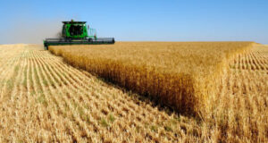 El último informe del USDA sumó presión alcista para el precio del trigo
