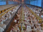 El Banco central anunció financiamiento para impulsar la producción de cerdos y pollos