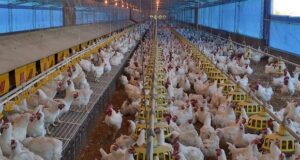 El Banco central anunció financiamiento para impulsar la producción de cerdos y pollos