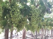 Logro fitosanitario: Concordia y Cafayate vuelven a ser áreas libres de polilla de la vid