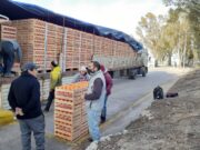 Decomisaron 27 mil kilos de cítricos con ingreso prohibido a la Patagonia