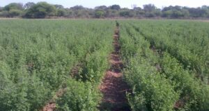 La alfalfa Salinera INTA ya está disponible para la venta