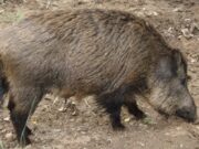 Senasa insiste sobre la triquinosis: Por qué se debe analizar la carne de cerdo y jabalí