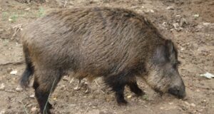 Senasa insiste sobre la triquinosis: Por qué se debe analizar la carne de cerdo y jabalí