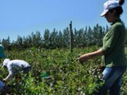 La Uatre superó el 48% de aumento salarial para peones rurales