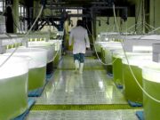 El Gobierno volvió a prorrogar la vigencia de la Ley de Biocombustibles