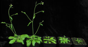 ¿Por qué las plantas crecen más altas en temperaturas cálidas? científicos resuelven el enigma