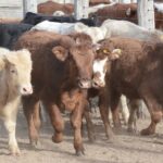 WhatsApp Image 2021-07-01 at 12.52.31