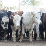 WhatsApp Image 2021-07-01 at 12.52.33 (1)