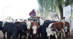 Sorprendió el precio de los terneros en el remate de San Luis Feria
