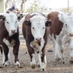 WhatsApp Image 2021-07-01 at 12.52.35 (2)