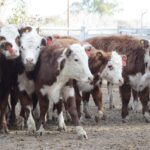 WhatsApp Image 2021-07-01 at 12.52.36