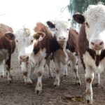 WhatsApp Image 2021-07-01 at 12.53.33