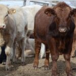 WhatsApp Image 2021-07-01 at 12.53.37 (1)