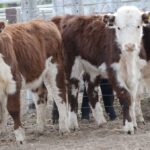 WhatsApp Image 2021-07-01 at 12.53.38