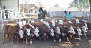 Con valores muy firmes para los terneros, San Luis Feria remató 800 cabezas