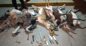 En un control de tránsito atraparon a cazadores furtivos con dos ñandúes y cuatro antílopes