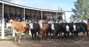 San Luis Feria remató 600 cabezas en Alvear, Mendoza, con valores sostenidos para los terneros
