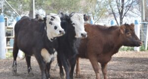 Santa Fe presentó un programa de carnes a 2030 para aumentar la producción