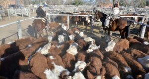 Con 500 cabezas encerradas, San Luis Feria concretó el último remate de julio en la capital puntana