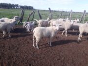 Agricultura Familiar de la Nación coordina actividades con municipios y productores
