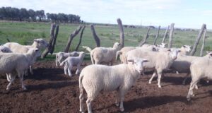 Agricultura Familiar de la Nación coordina actividades con municipios y productores