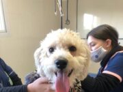 Más vacuna, menos rabia: 3° campaña de vacunación gratuita y masiva para perros y gatos