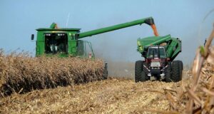 San Luis: con más del 40% del maíz cosechado, los rindes se mantienen por encima de los 73 qq