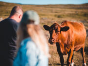 Buscan reducir un 30% el impacto de la producción de carne en el calentamiento global para el 2030