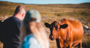Buscan reducir un 30% el impacto de la producción de carne en el calentamiento global para el 2030