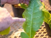 Estudian los mecanismos que utilizan los virus para infectar plantas