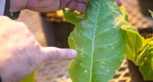 Estudian los mecanismos que utilizan los virus para infectar plantas