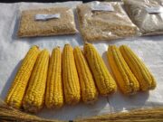 En Formosa presentan una nueva variedad de maíz amarillo